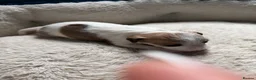 Jackapoo dogs for sale: Jackapoo beautiful puppies  - Advert 24
