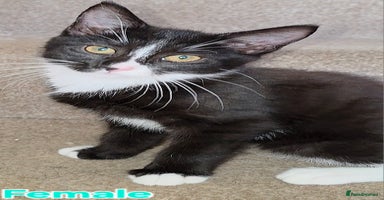 Mixed Breed cats - Advert 7
