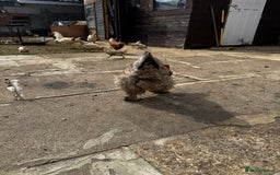 Chickens poultry for sale: Whole Laying Hen Flock for Sale, chicks, hens. - Image 11