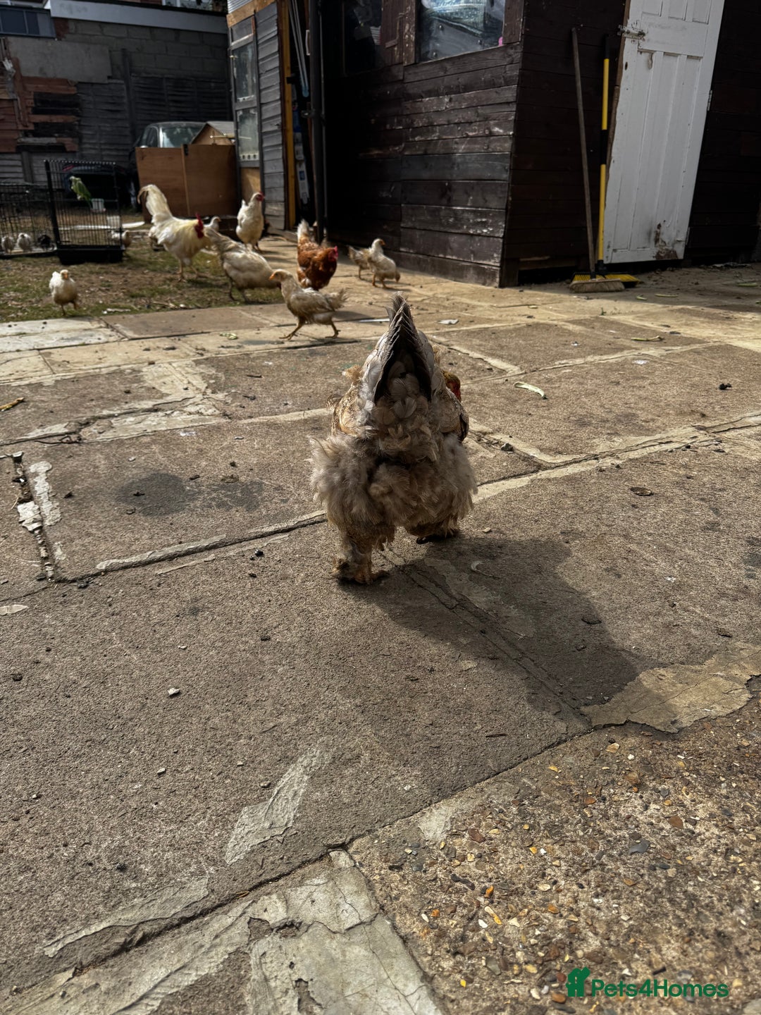 Chickens poultry for sale: Whole Laying Hen Flock for Sale, chicks, hens. - Image 11