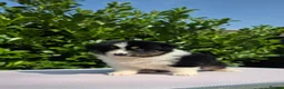 Australian Shepherd dogs for sale: Ready to leave Australian shepherd available - Advert 10