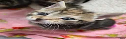 Mixed Breed cats for sale: Last female bengal x ASH x Bombaykittens 🐱 - Advert 14