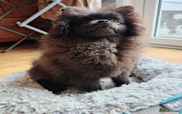 Pomeranian dogs for sale: Pom puppys with Kc reg , pedigree for sale - Image 21