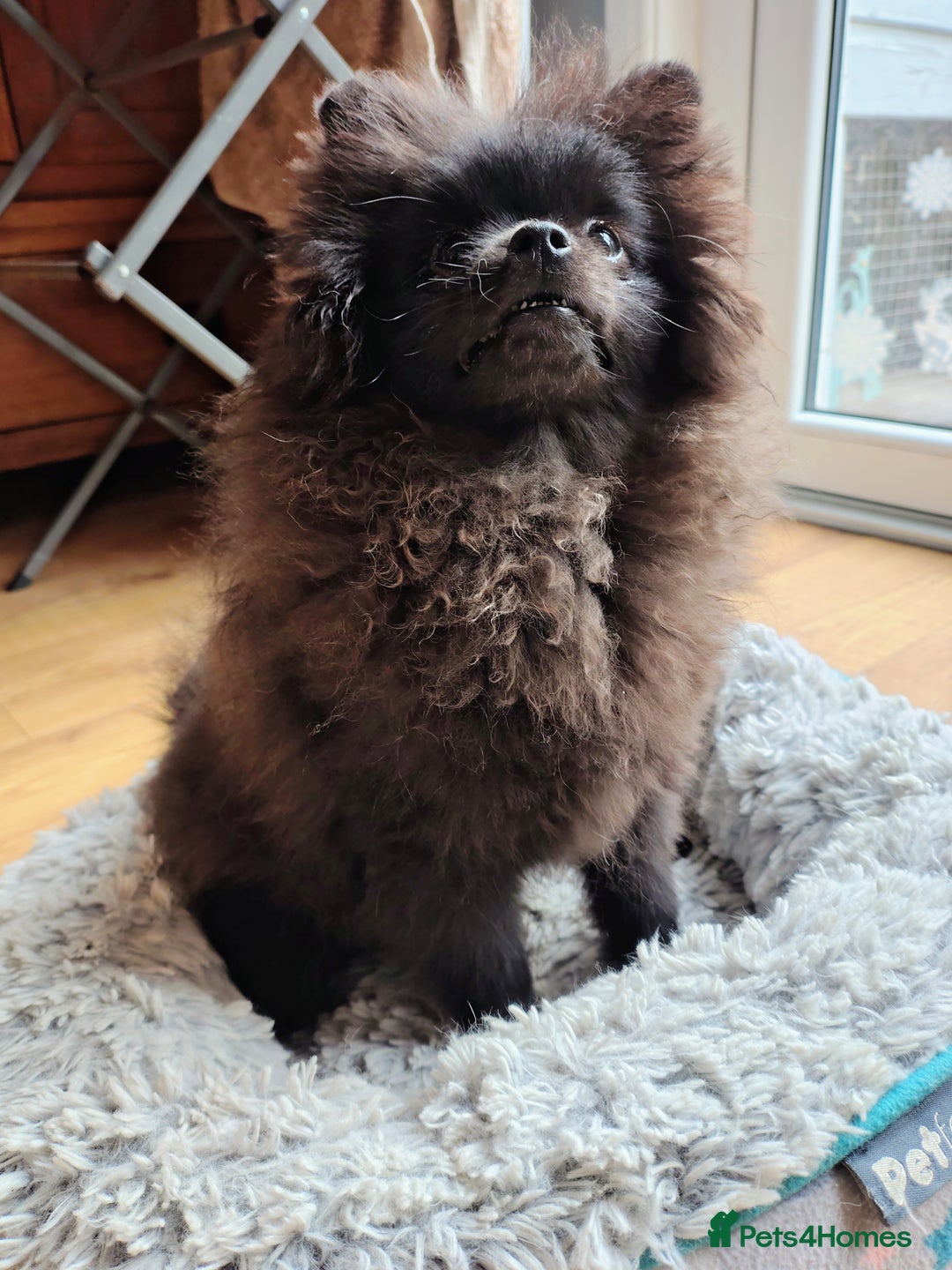 Pomeranian dogs for sale: Pom puppys with Kc reg , pedigree for sale - Image 21