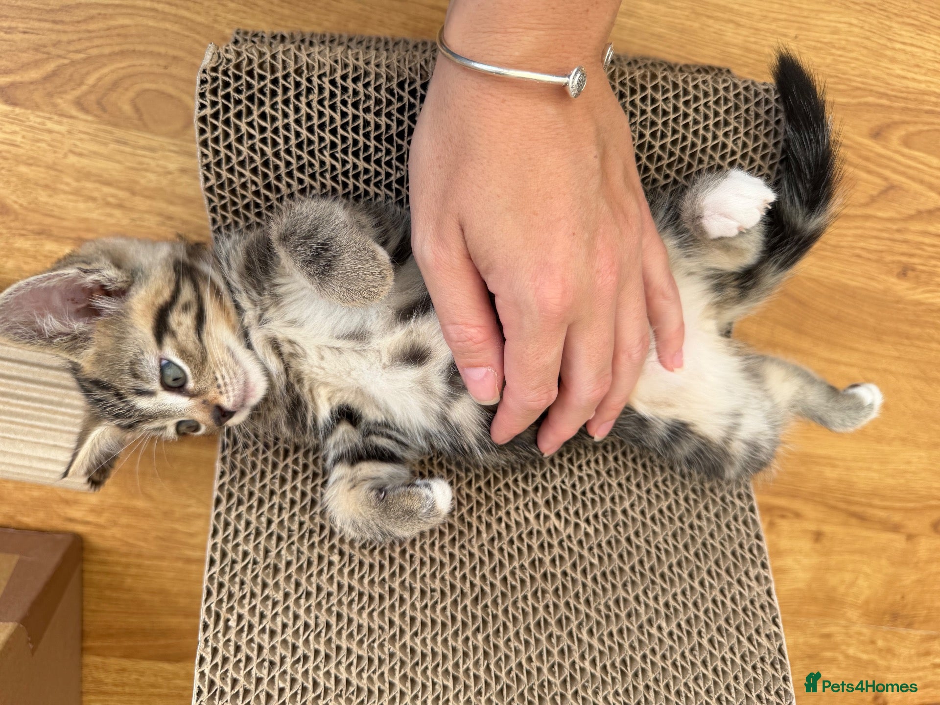 Mixed Breed cats Beautiful tabby kittens for sale  - Advert 2
