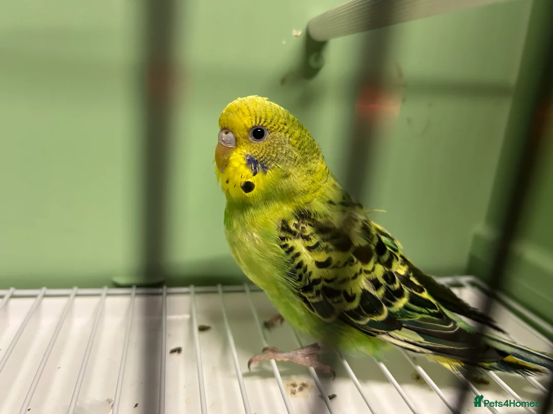 Budgerigars birds for sale: Budgies for Sale  - Advert 5