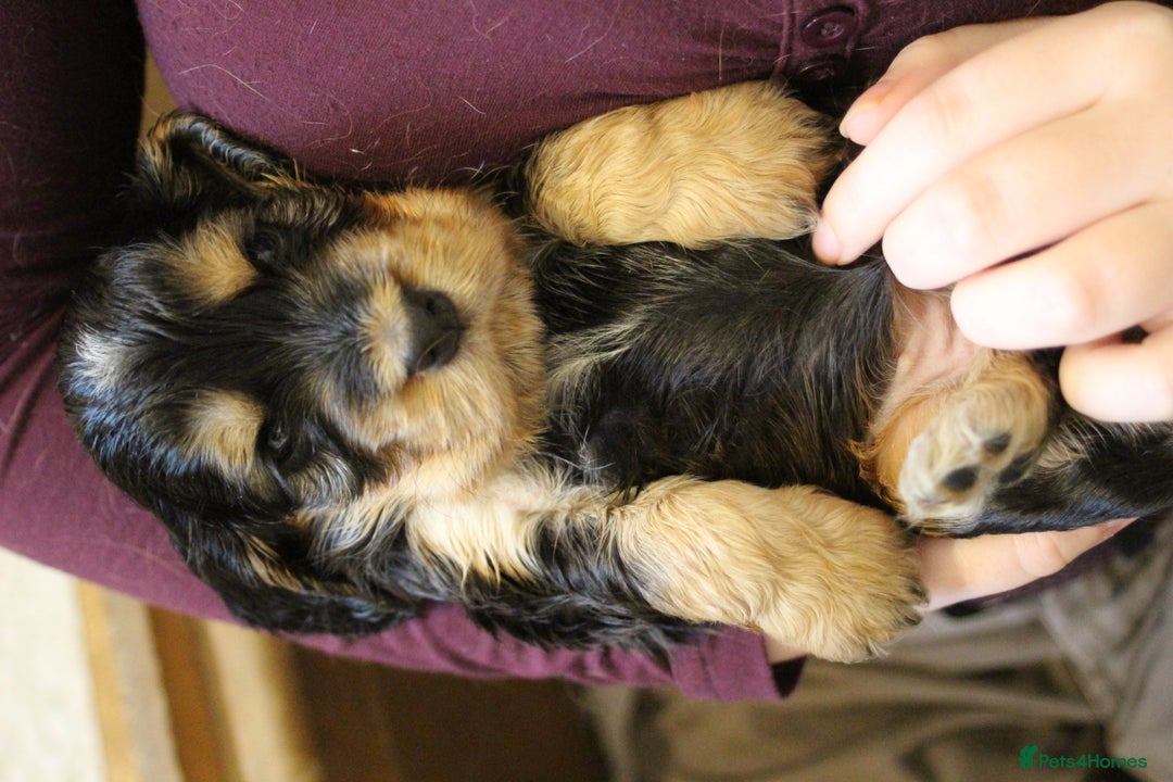 Cocker Spaniel dogs for sale: Beautiful sable show type cocker spaniel puppies - Image 5