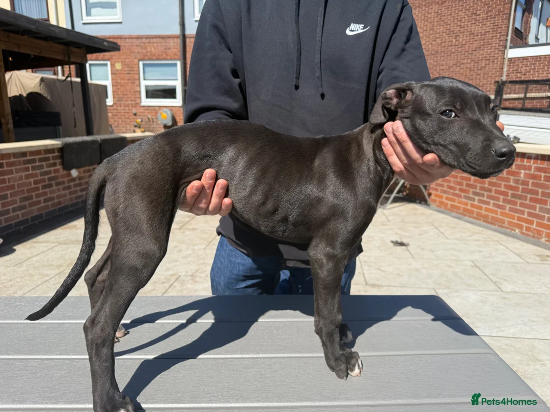 Lurcher dogs for sale: Lurcher pups  in Worksop - Advert 2