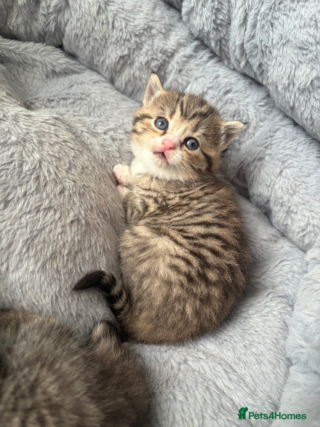 Siberian cats for sale: Beautiful British short hair x kittens  - Advert 10