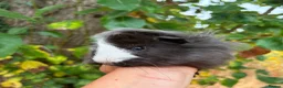 Guinea Pig rodents for sale: LOTS !!! very Friendly baby boy guinea pigs 🩵 - Advert 5