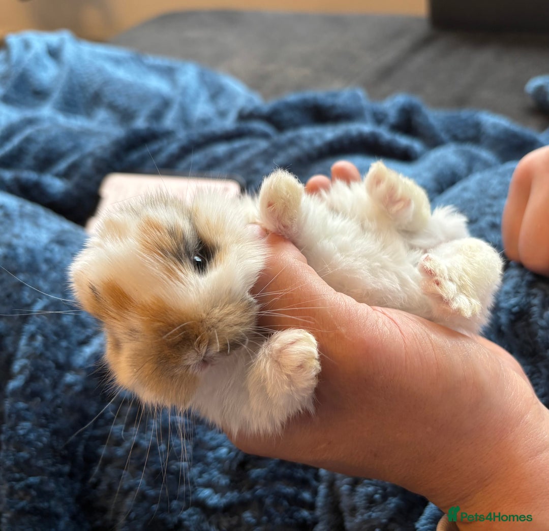 Mini Lop rabbits for sale: Pure Bred Mini Lop babies - Advert 27