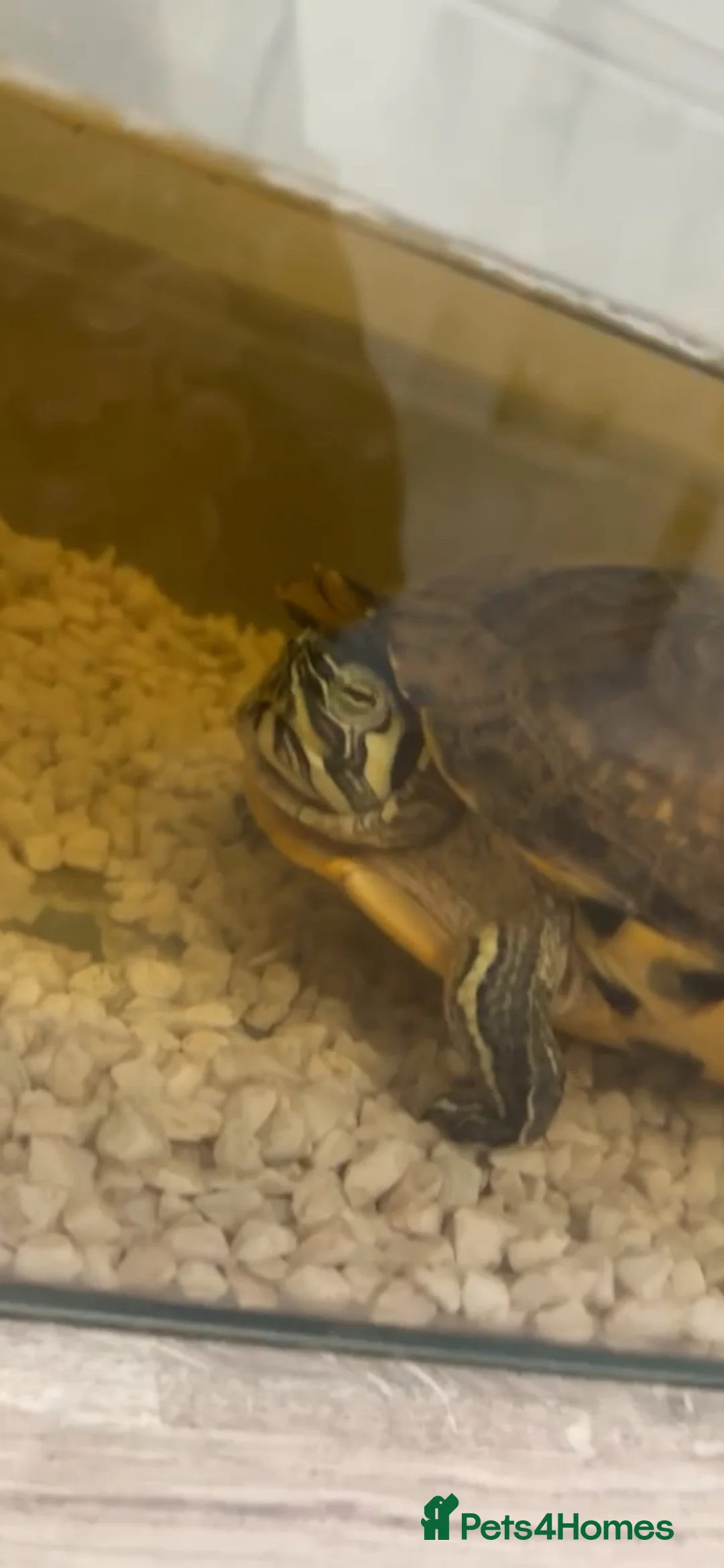Terrapin reptiles for sale: Terrapin  in Glasgow - Advert 4