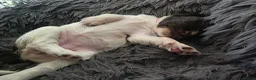 English Springer Spaniel dogs for sale: Stunning litter of English Springer Spaniels  - Advert 4