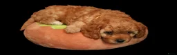 Cavapoo dogs for sale: cavapoo puppies for Sale X3 Girls  in Lincoln - Advert 10