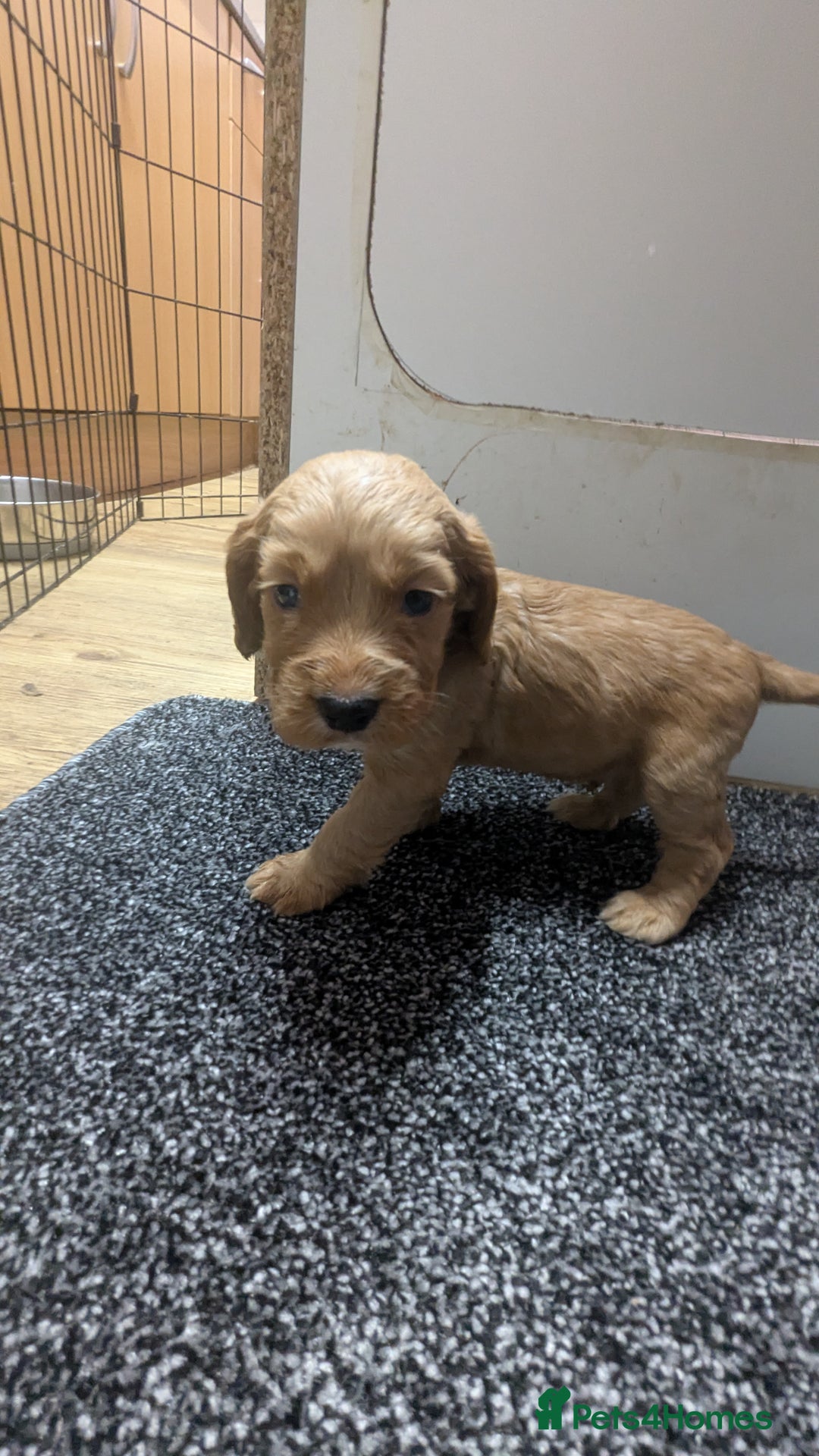 Cocker Spaniel dogs for sale: Adorable Working-Type Cocker Spaniel puppies - Advert 22