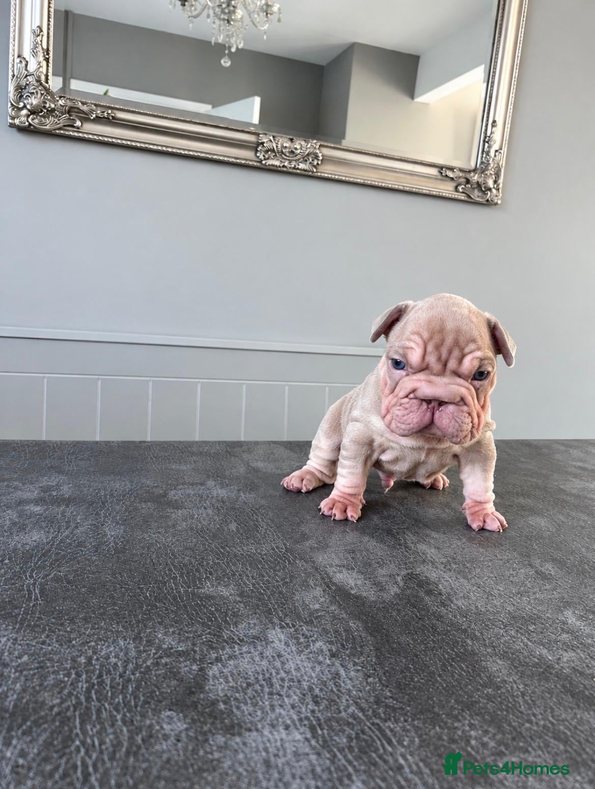 French Bulldog dogs French bulldog puppies  - Advert 17