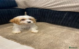 Cavapoo dogs for sale: Extensively health tested puppies - Image 1