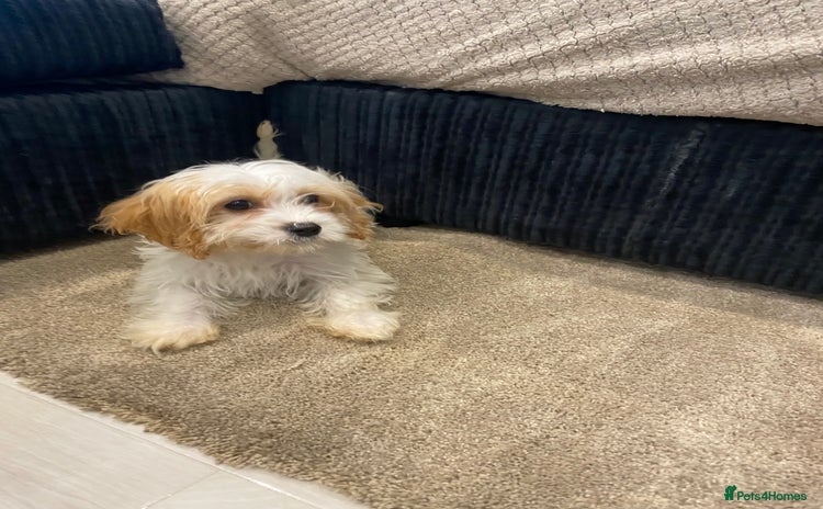 Cavapoo dogs - Advert 5