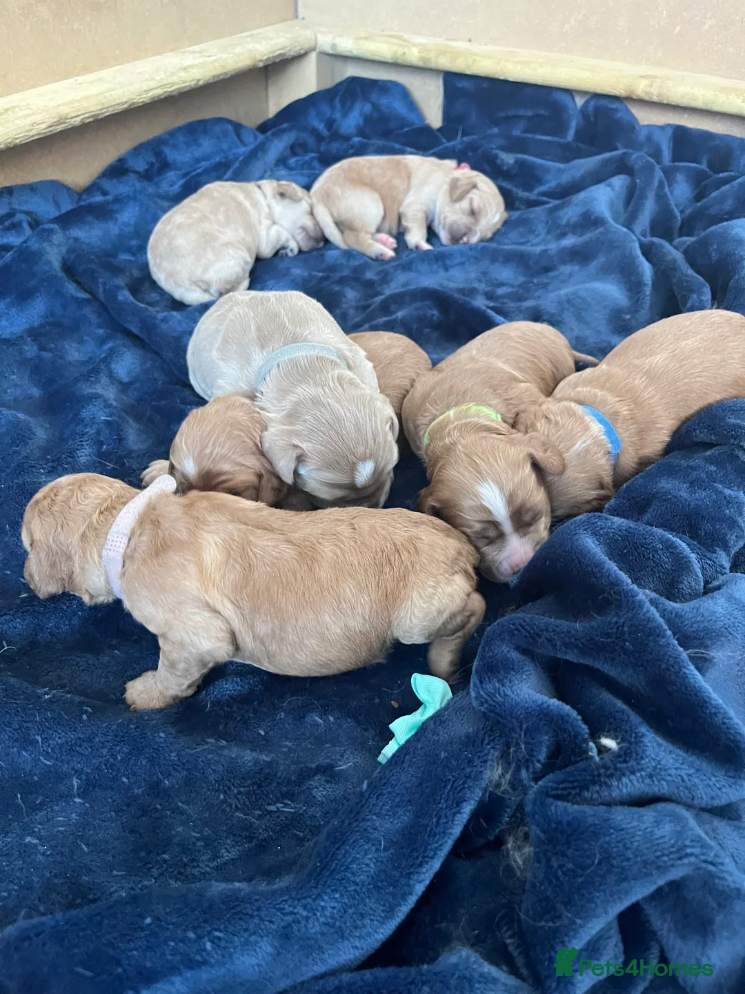 Cockapoo dogs for stud: Cockapoo stud in Durham - Advert 20