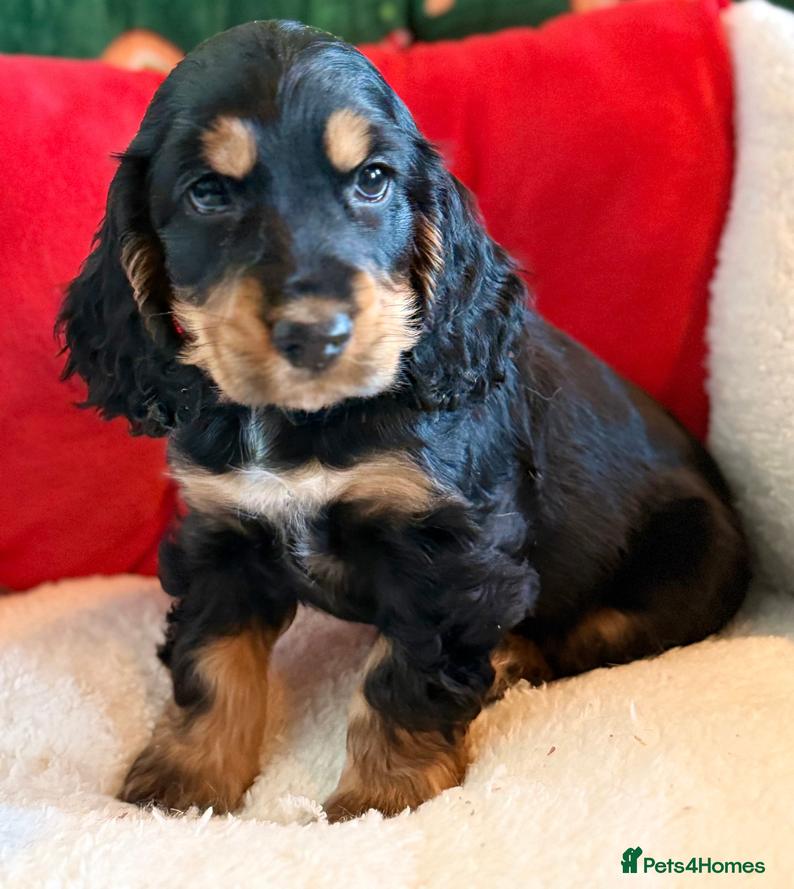 Cocker Spaniel dogs Two Girls Still Available-KC 5⭐️ Show Cockers  - Advert 2