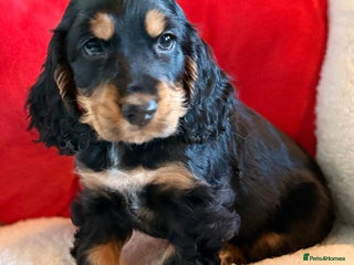 Cocker Spaniel dogs Two Girls Still Available-KC 5⭐️ Show Cockers - Advert 8