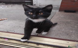 British Shorthair cats for sale: 2 tabby kittens for sale - Advert 3