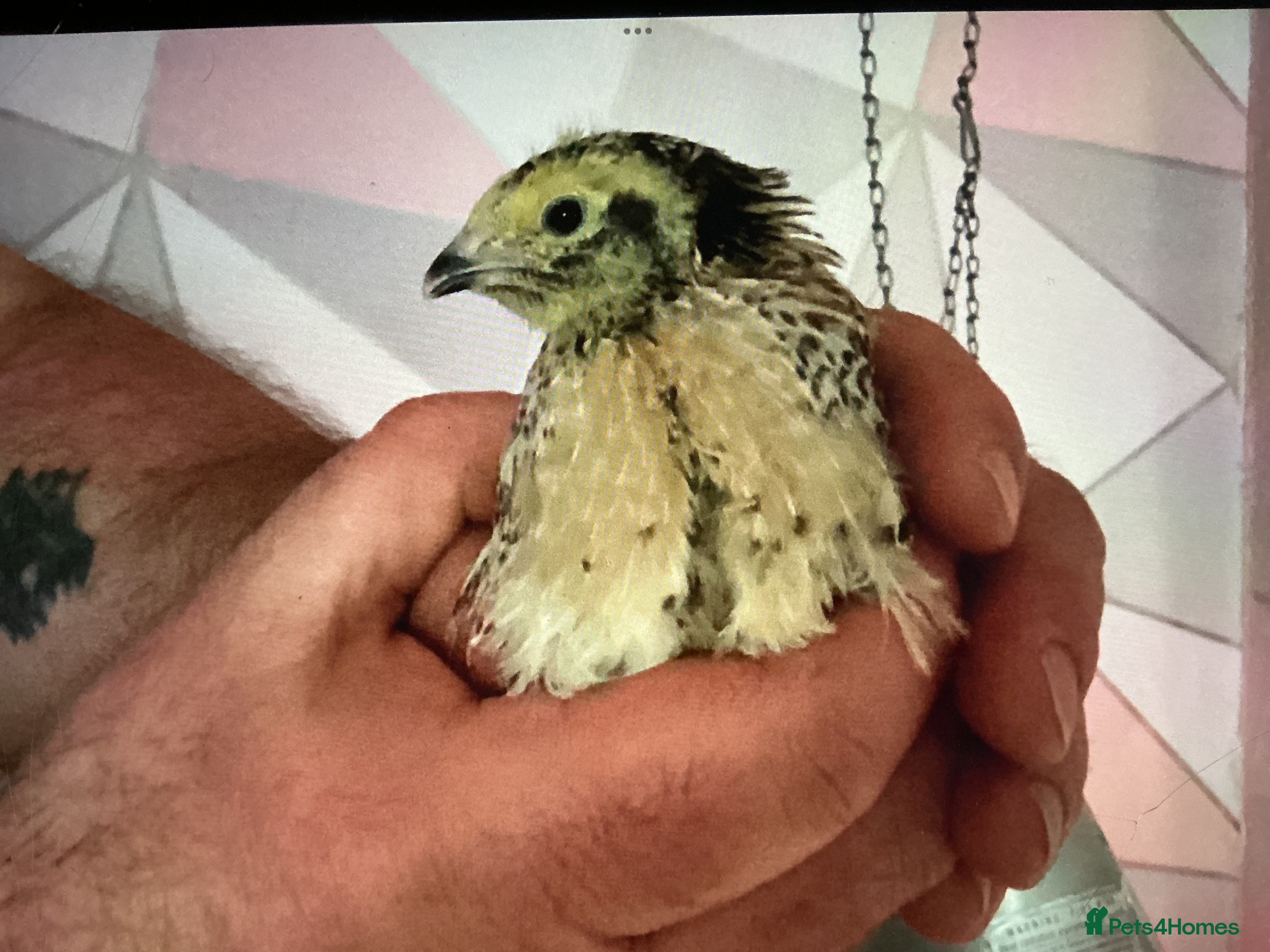 Quail poultry  28 COTURNIX QUAIL CHICKS - Advert 11