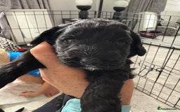 Cockapoo dogs for sale: F2 cockapoo puppies  - Image 5