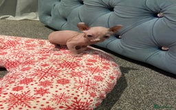 Sphynx cats for sale: Sphynx kittens for sale  - Image 4