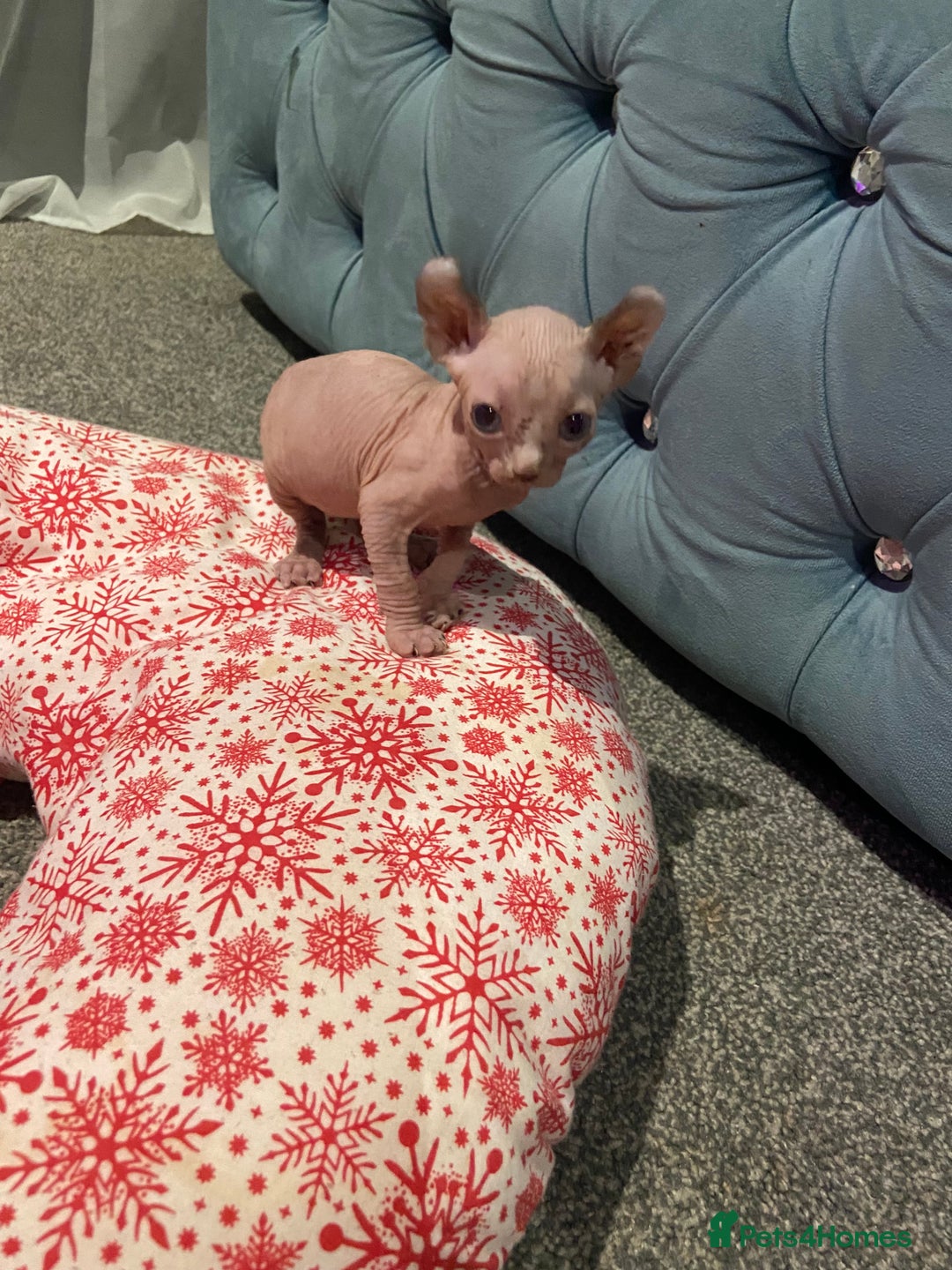 Sphynx cats for sale: Sphynx kittens for sale  - Image 4