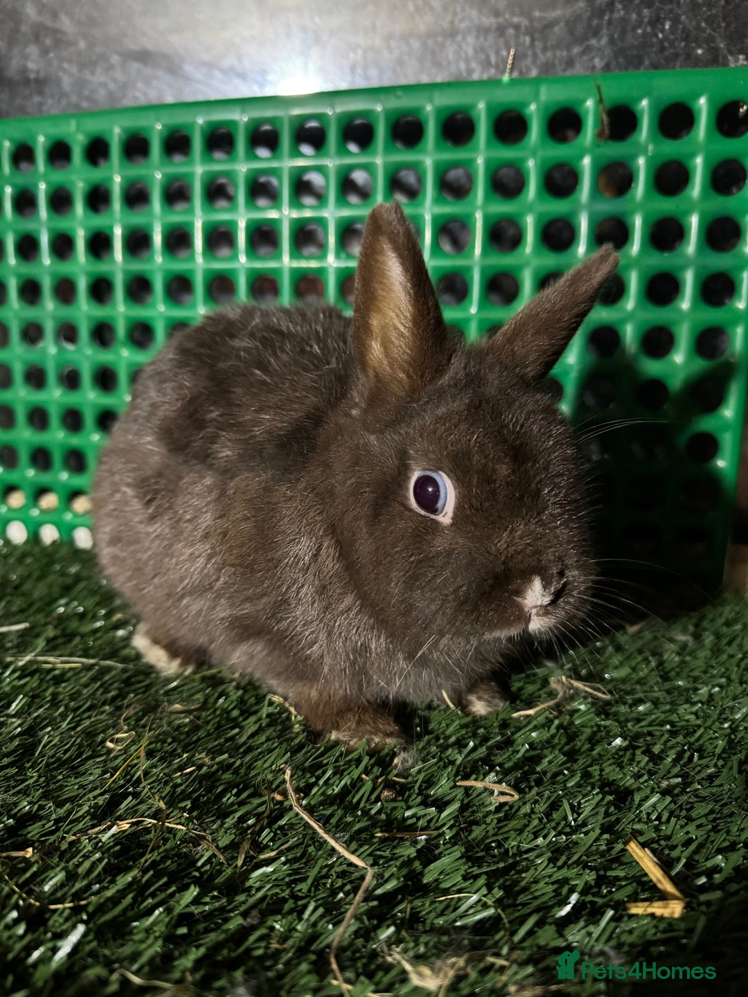 Netherland Dwarf rabbits for sale: Pure breed Netherlands dwarf  - Advert 5