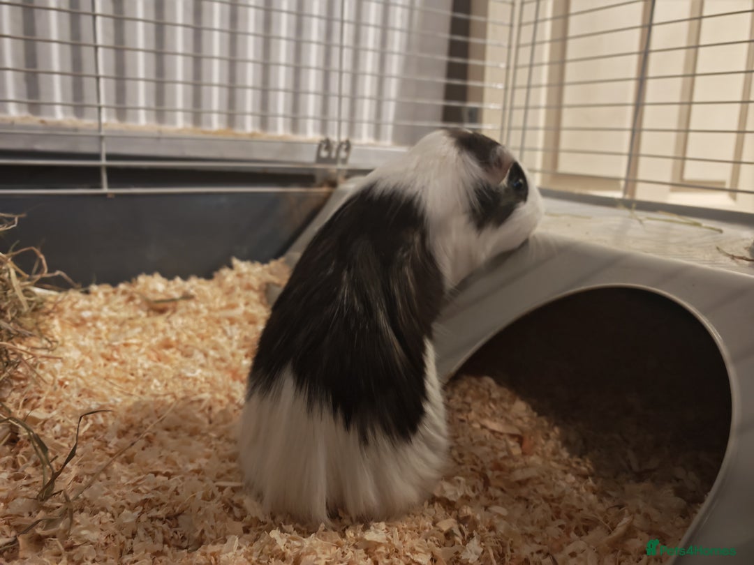 Guinea Pig rodents for sale: 2 female guinea pigs for rehoming with cage - Advert 8