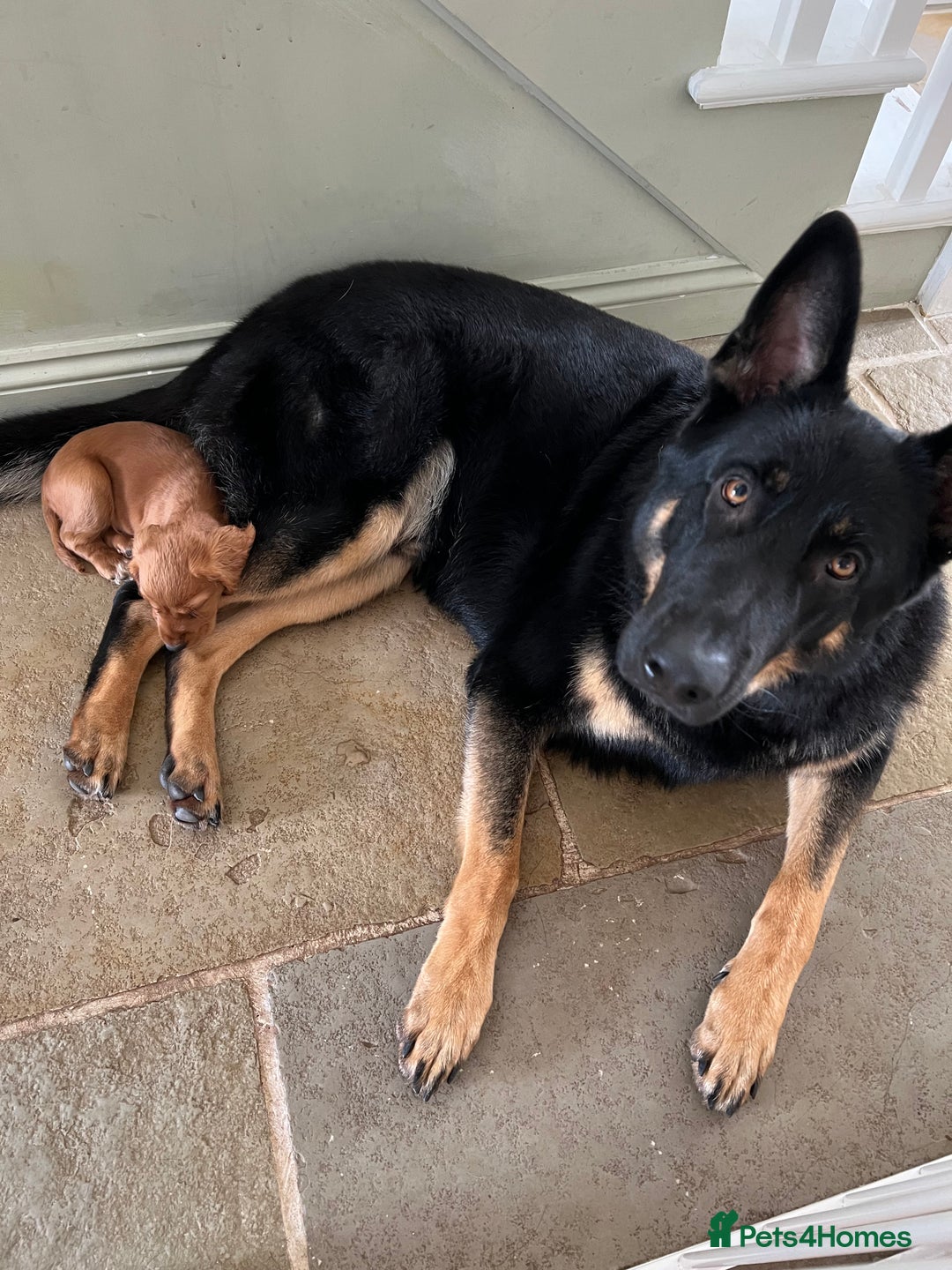 German Shepherd dogs for sale: 5 Year Old German Shepherd for Rehoming - Image 5
