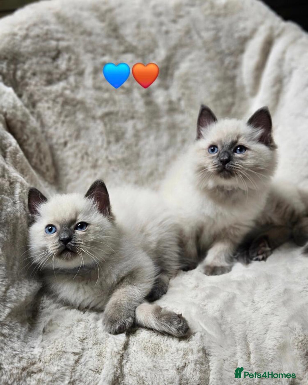 Ragdoll cats for sale: Beautiful Ragdoll Kittens  - Advert 10
