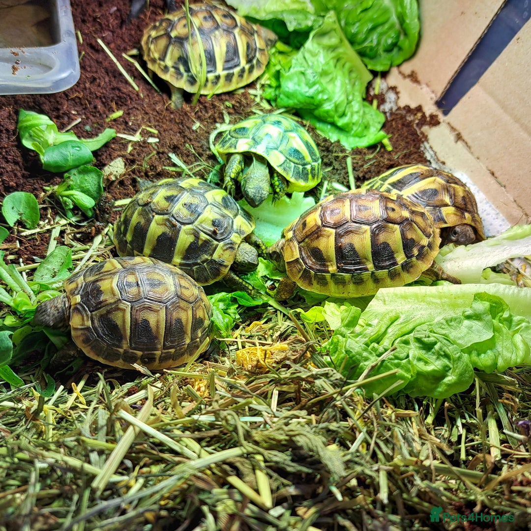 Hermann Tortoise reptiles for sale: Hatchling Hermann Tortoises - Advert 1