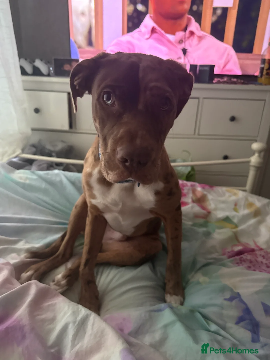 Mixed Breed dogs for sale: 7 month old puppy  - Advert 4