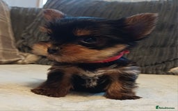 Yorkshire Terrier dogs for sale: Gorgeous puppies❤️❤️🩵🩵 - Advert 5