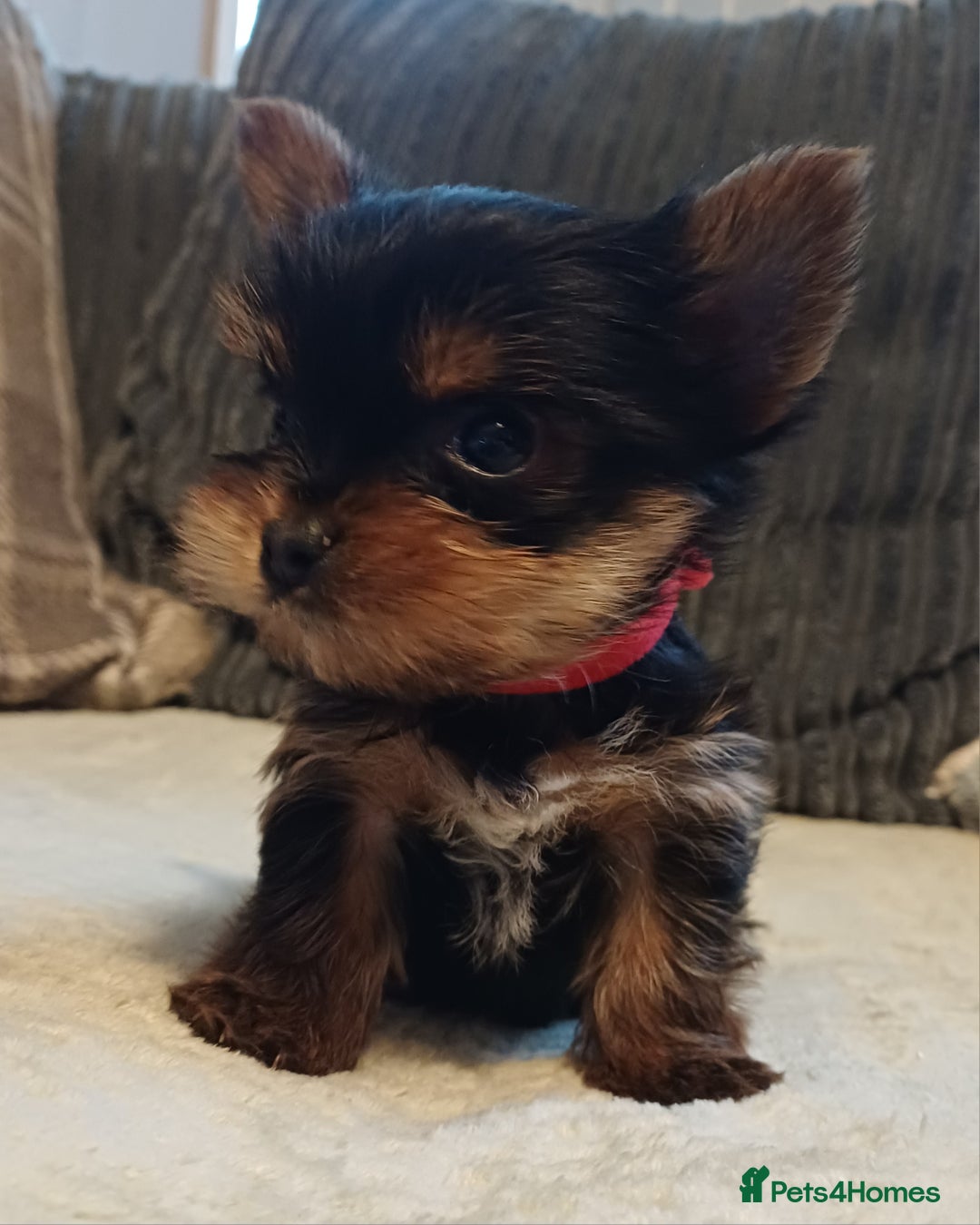 Yorkshire Terrier dogs for sale: Gorgeous puppies❤️❤️🩵🩵 - Advert 5