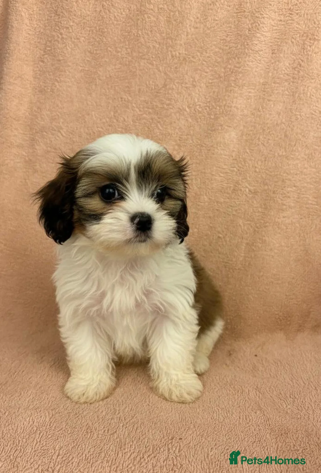 Shih Tzu dogs for sale: Shih Tzu Puppies  - Advert 10