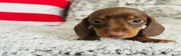 Miniature Dachshund dogs for sale: Beautiful miniature dachshund puppies - Advert 10