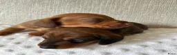 Miniature Dachshund dogs for sale: KC champion bloodline PRA clear minature dachshund - Advert 28