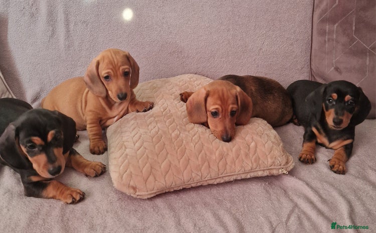 Dachshund dogs - Advert 11