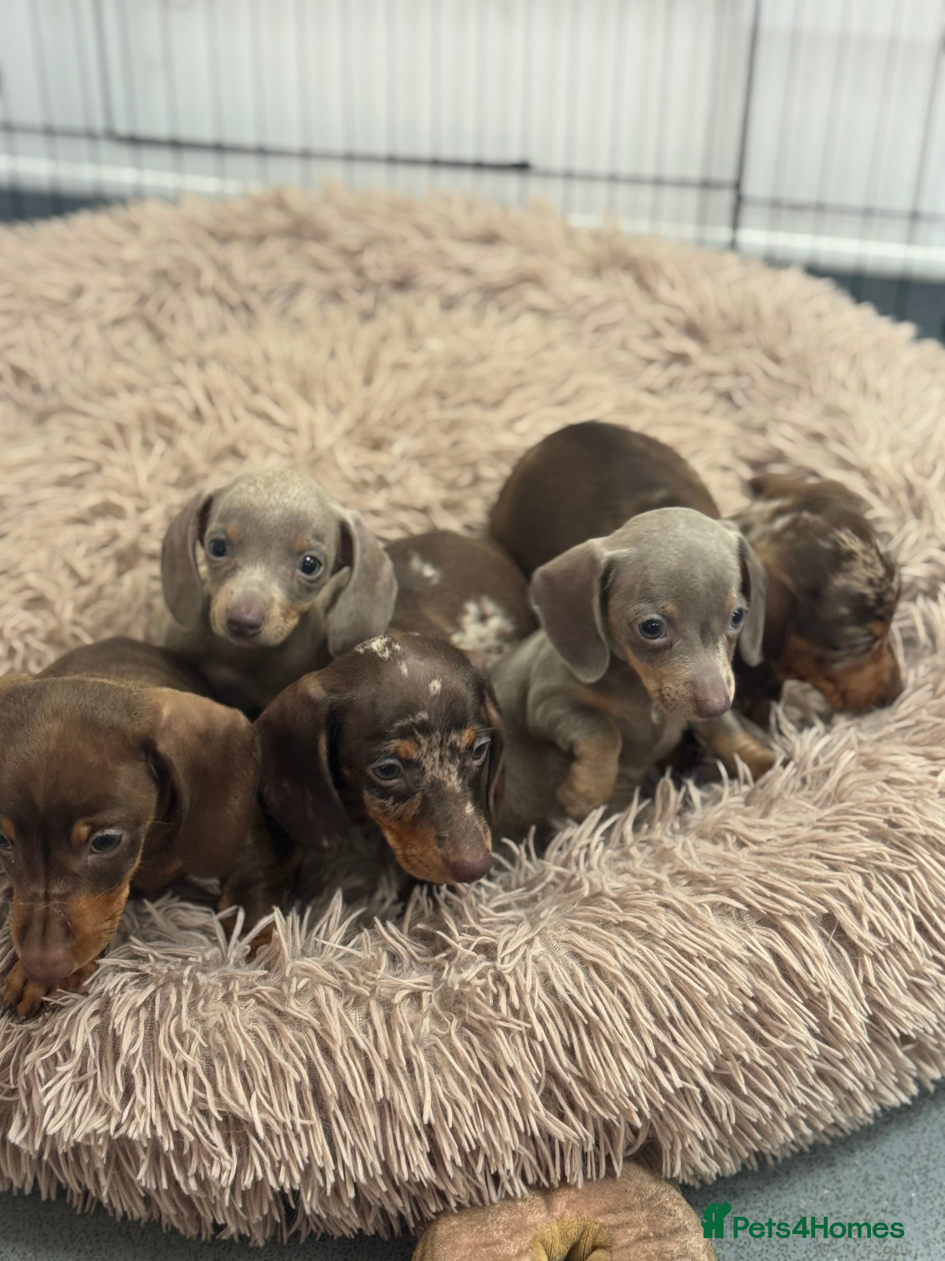Miniature Dachshund dogs 5⭐️ Licensed breeder. Kc registered mini dachshund - Advert 12