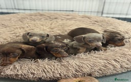 Miniature Dachshund dogs for sale: 5⭐️ Licensed breeder. Kc registered mini dachshund - Image 1