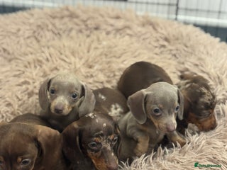 Miniature Dachshund dogs - Advert 10