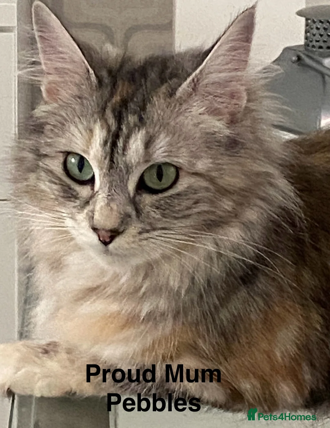 Ragdoll cats for sale: Adorable Ragdoll Cross Kittens - Advert 2