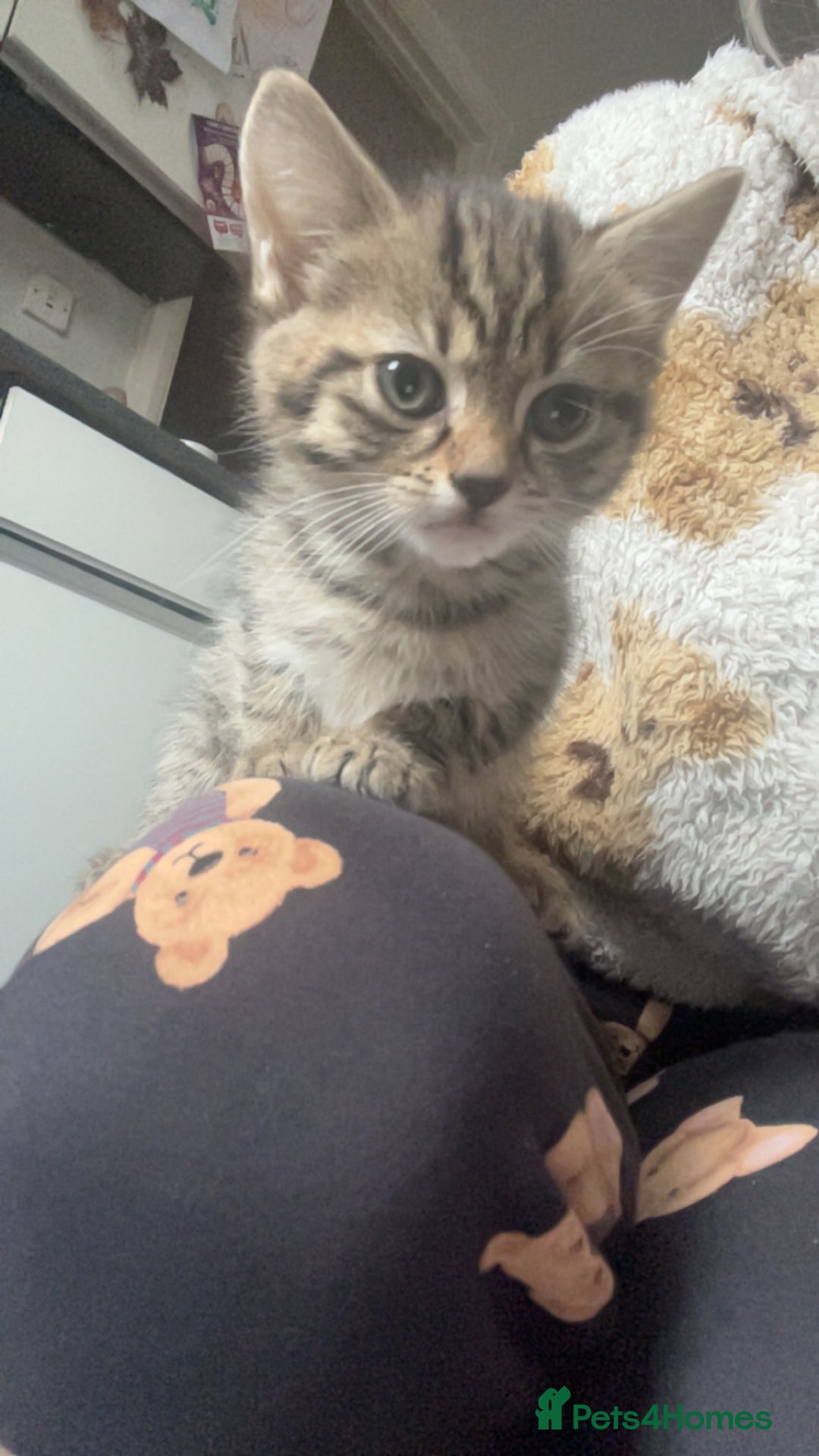 Mixed Breed cats for sale: 3 beautiful kittens ❤️ - Advert 8