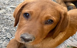 Labrador Retriever dogs for sale: Fantastic litter of fox Red Labrador puppies - Image 13