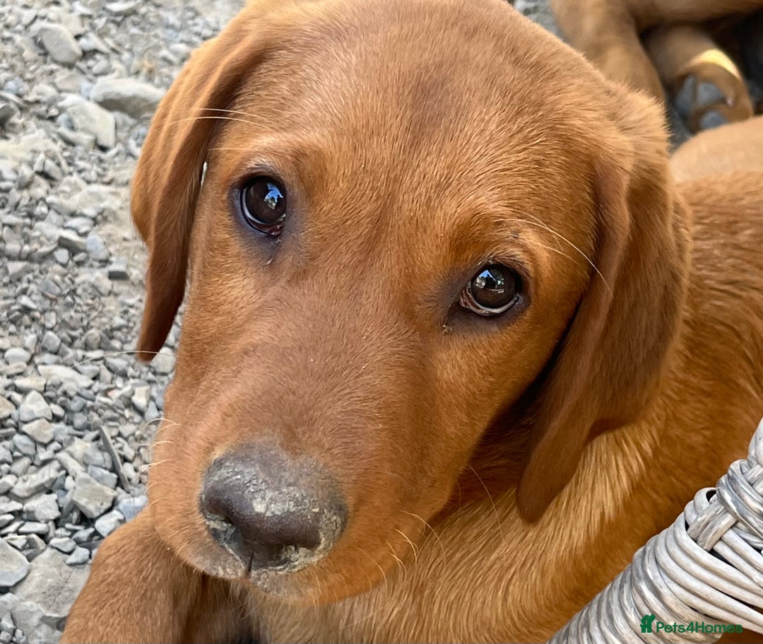 Labrador Retriever dogs for sale: Fantastic litter of fox Red Labrador puppies - Image 13