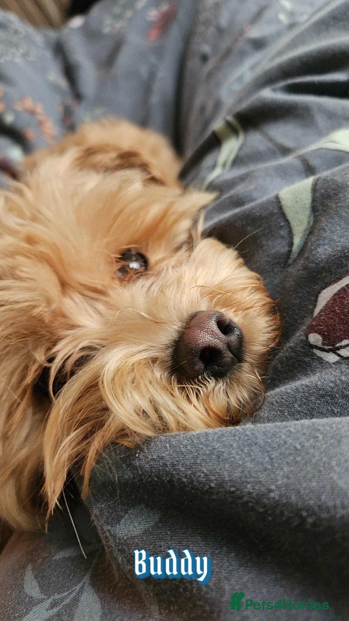 Maltipoo dogs Maltese - Advert 1